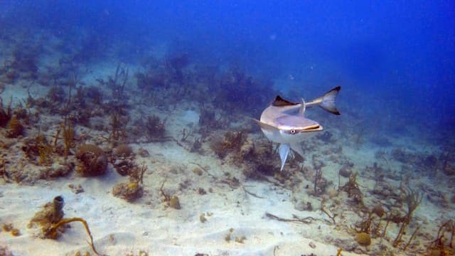 Remora fish swimming alongside a larger marine animal, symbolizing our partnership approach
